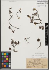 Foto von Salix waldsteiniana Willd.